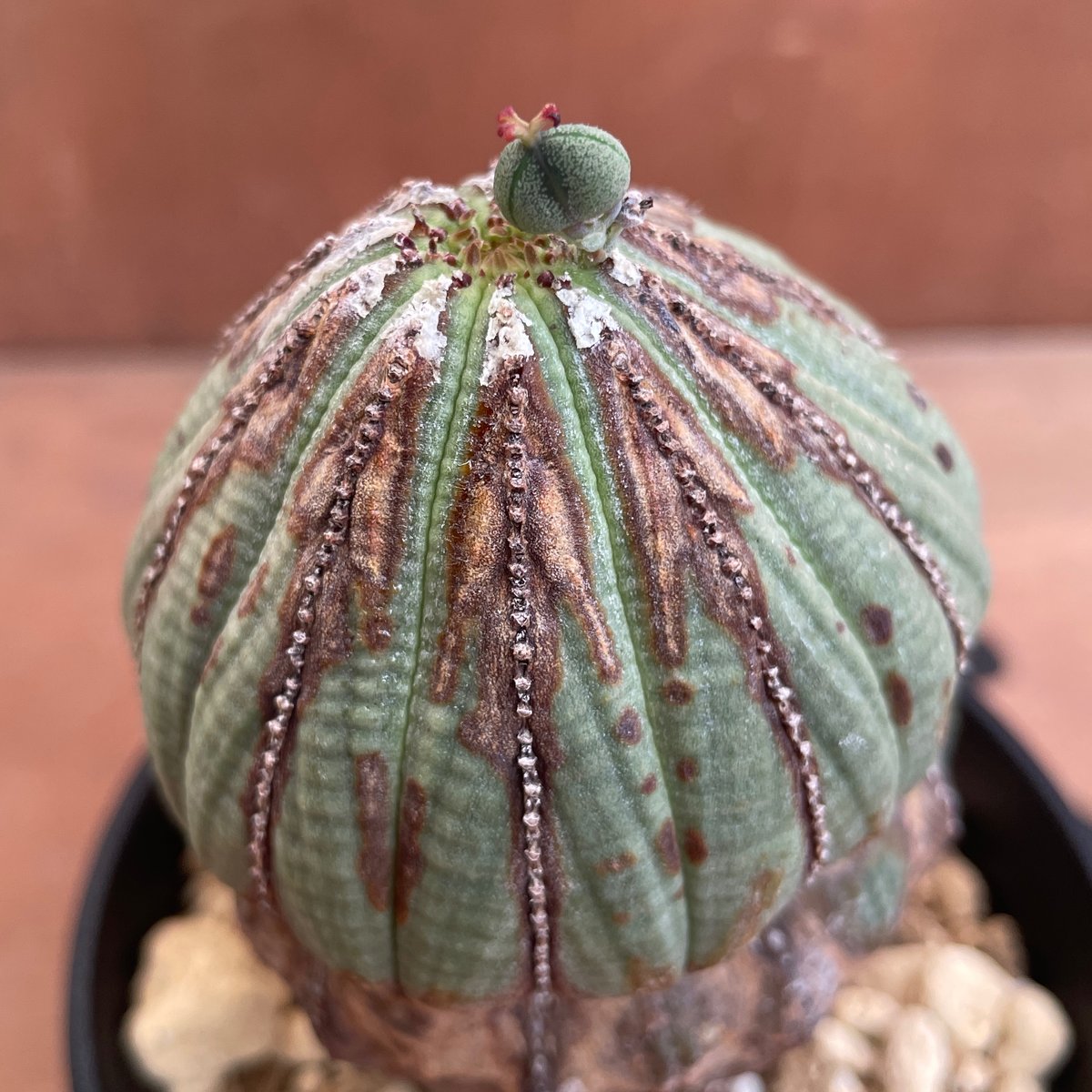 No.052 ユーフォルビア オベサ / Euphorbia Obesa 木質化 変形