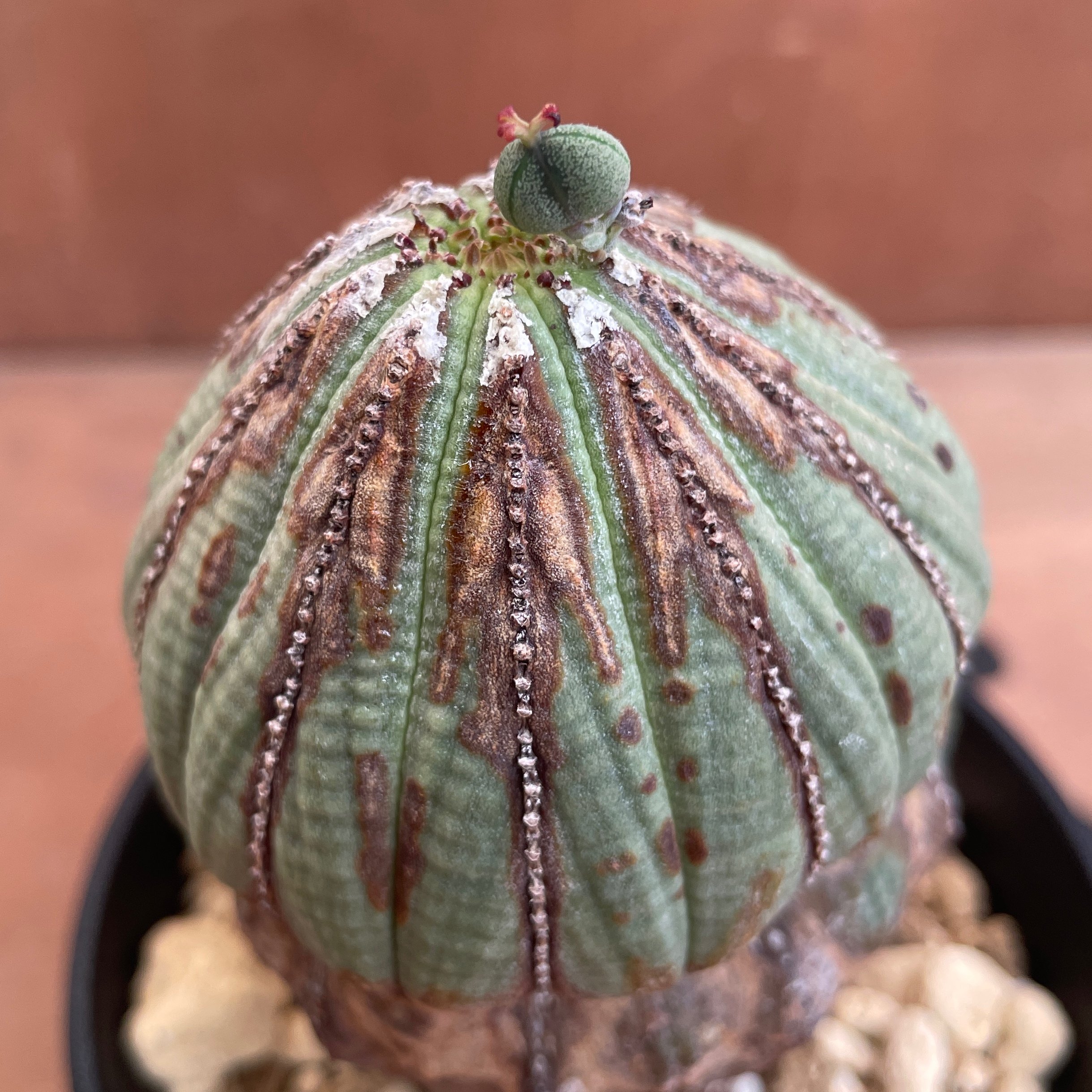 No.052 ユーフォルビア オベサ / Euphorbia Obesa 木質化 変形 Φ6.