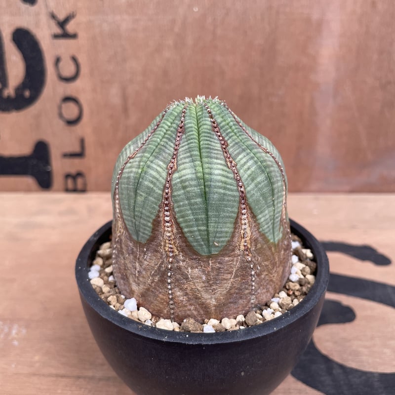 No.014 ユーフォルビア オベサ / Euphorbia Obesa 木質化 Φ7 x