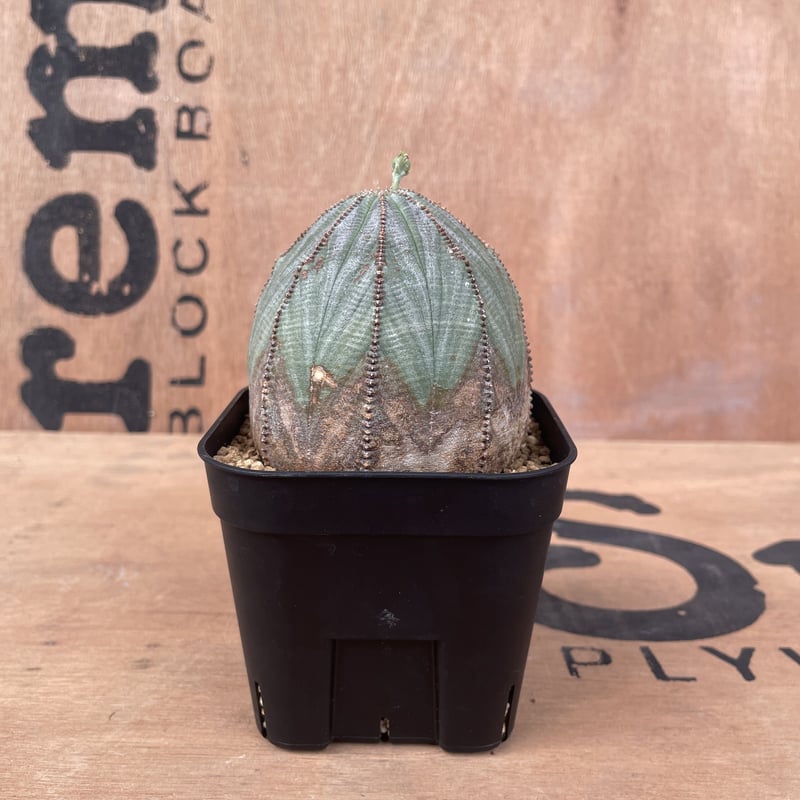 No.015 ユーフォルビア オベサ / Euphorbia Obesa 木質化 美形 中株