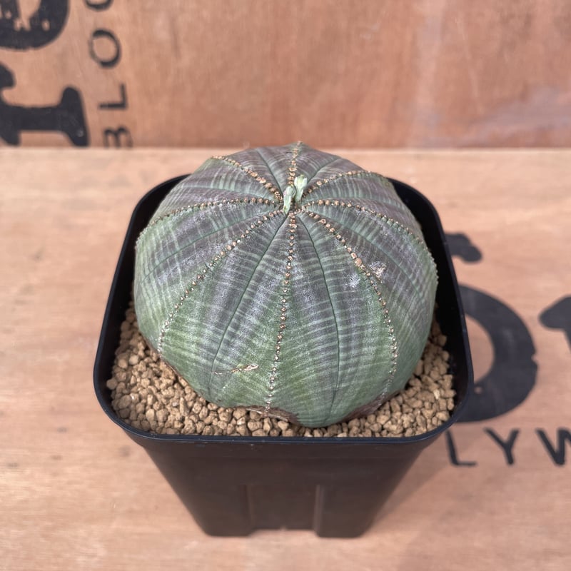 No.017 ユーフォルビア オベサ / Euphorbia Obesa 木質化 傷あり 扁平