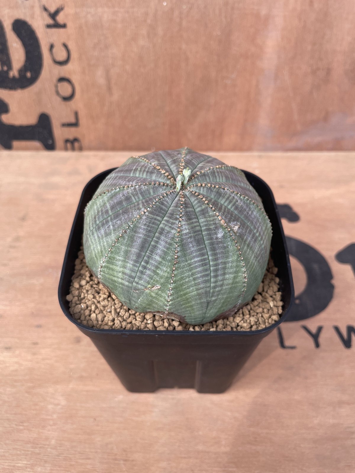 No.017 ユーフォルビア オベサ / Euphorbia Obesa 木質化 傷あり 扁平