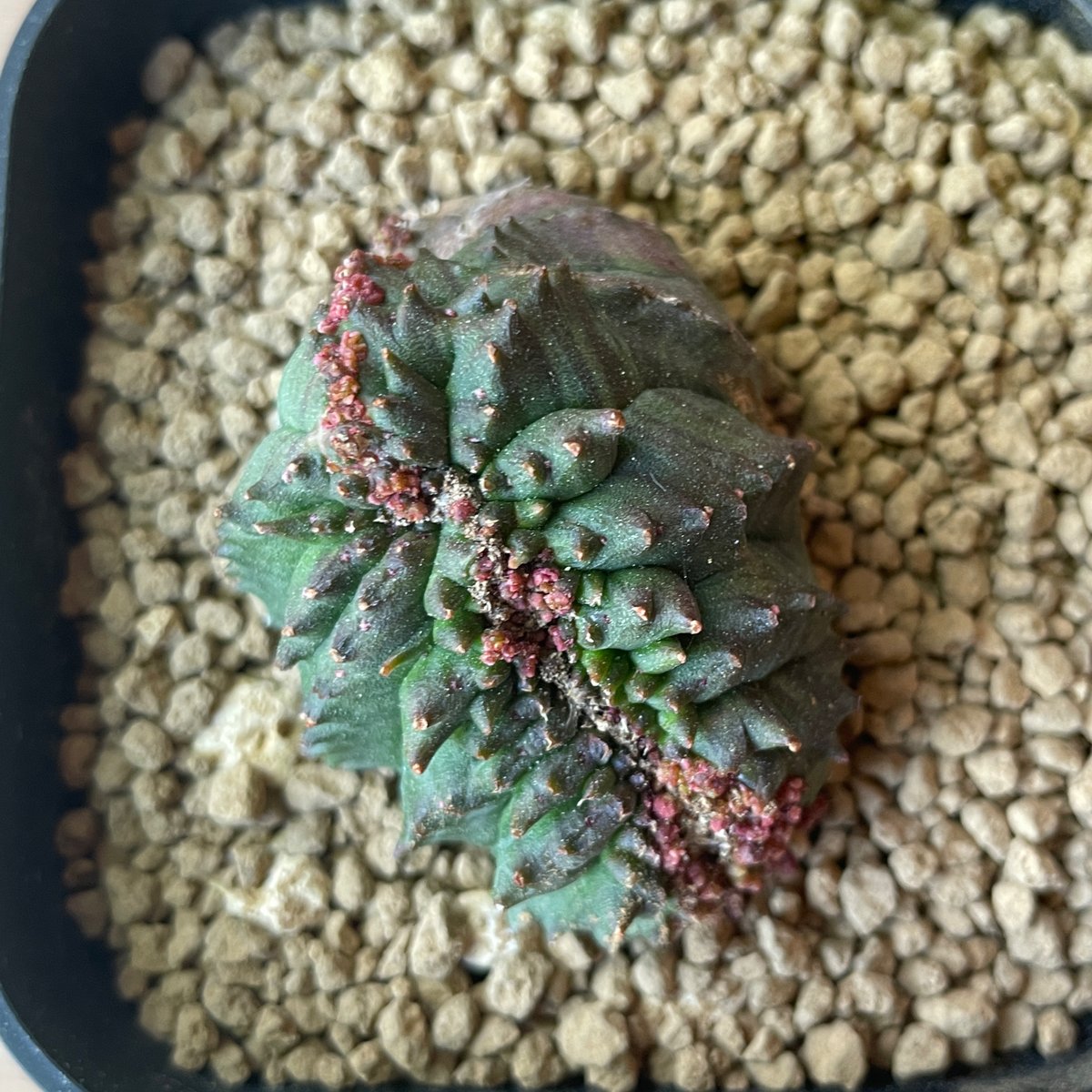 No.062 ユーフォルビア オベサ / Euphorbia Obesa モンスト 綴化 4.