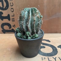 オールドオベサ・アスデキウムリッテリ・白衣ホリダ ユーフォルビア ホリダのおすすめ人気商品一覧 通販 - Yahoo