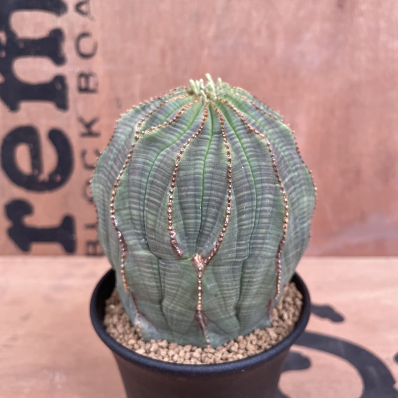 No.011 ユーフォルビア オベサ / Euphorbia Obesa 大株 異形 ♀ Φ9