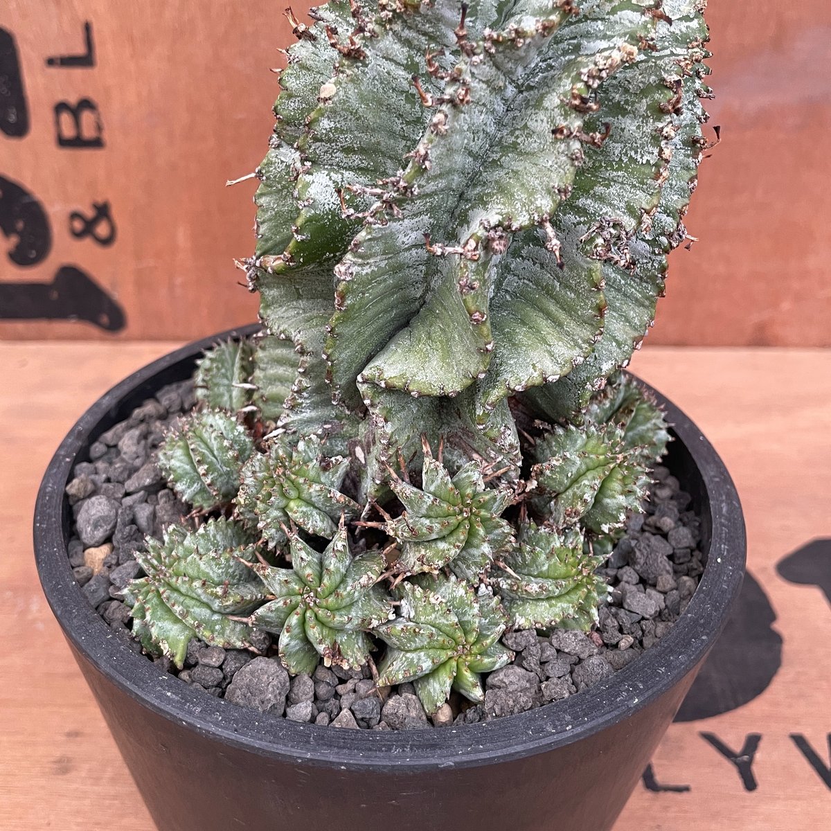 ユーフォルビア・ホリダ　Euphorbia horrida No.021 ユーフォルビア ホリダ / Euphorbia Horrida 