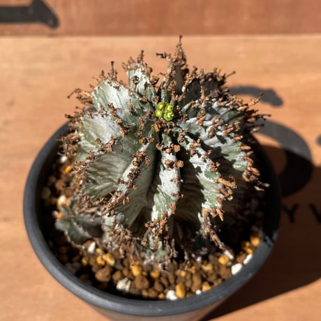 No.003 ユーフォルビア ホリダ♀ / Euphorbia Horrida "白衣ホリダ"  発根済み