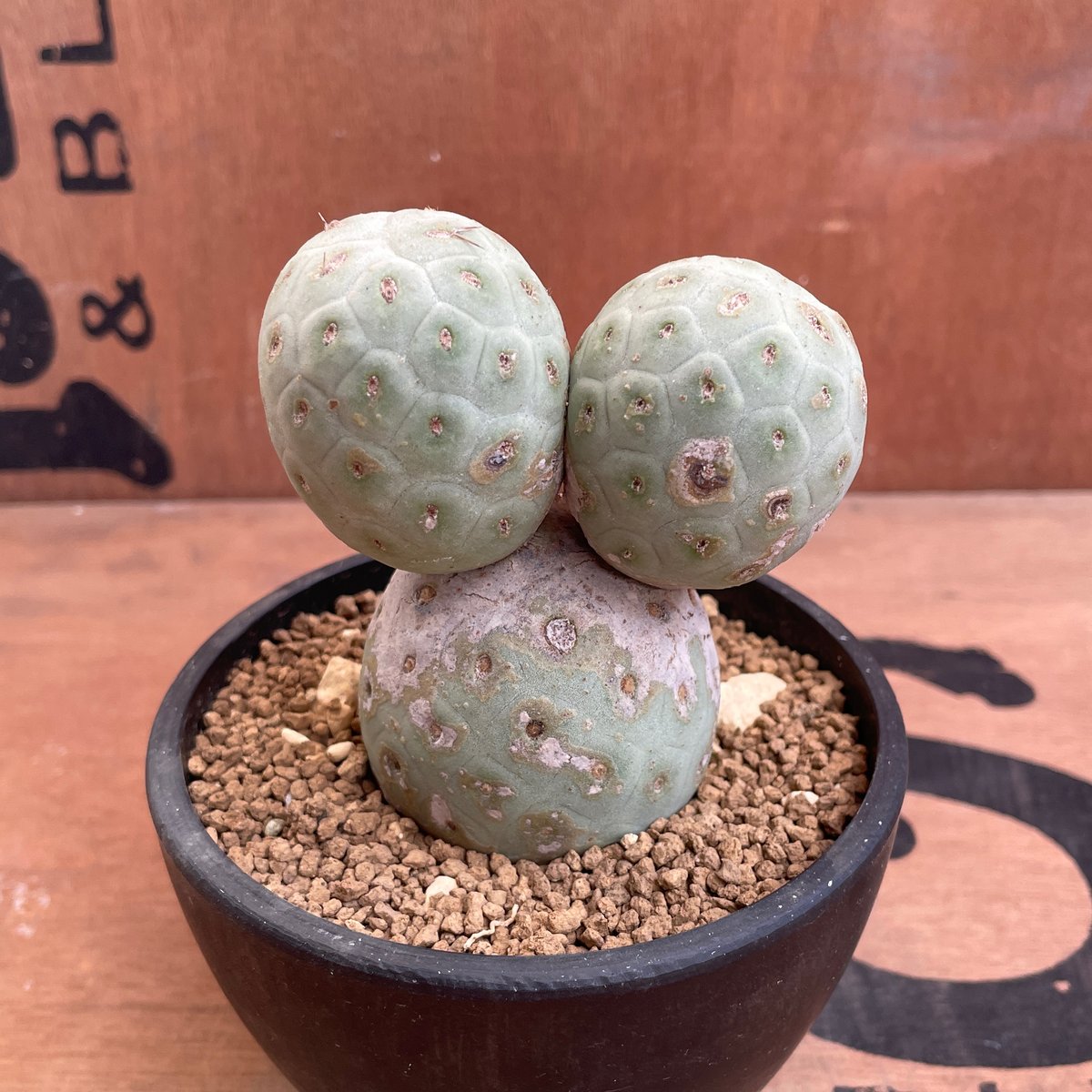 No.004 テフロカクタス ゲオメトリクス / Tephrocactus geometric