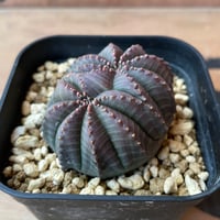 No.038 ユーフォルビア オベサ / Euphorbia Obesa 木質化 傷あり ♀
