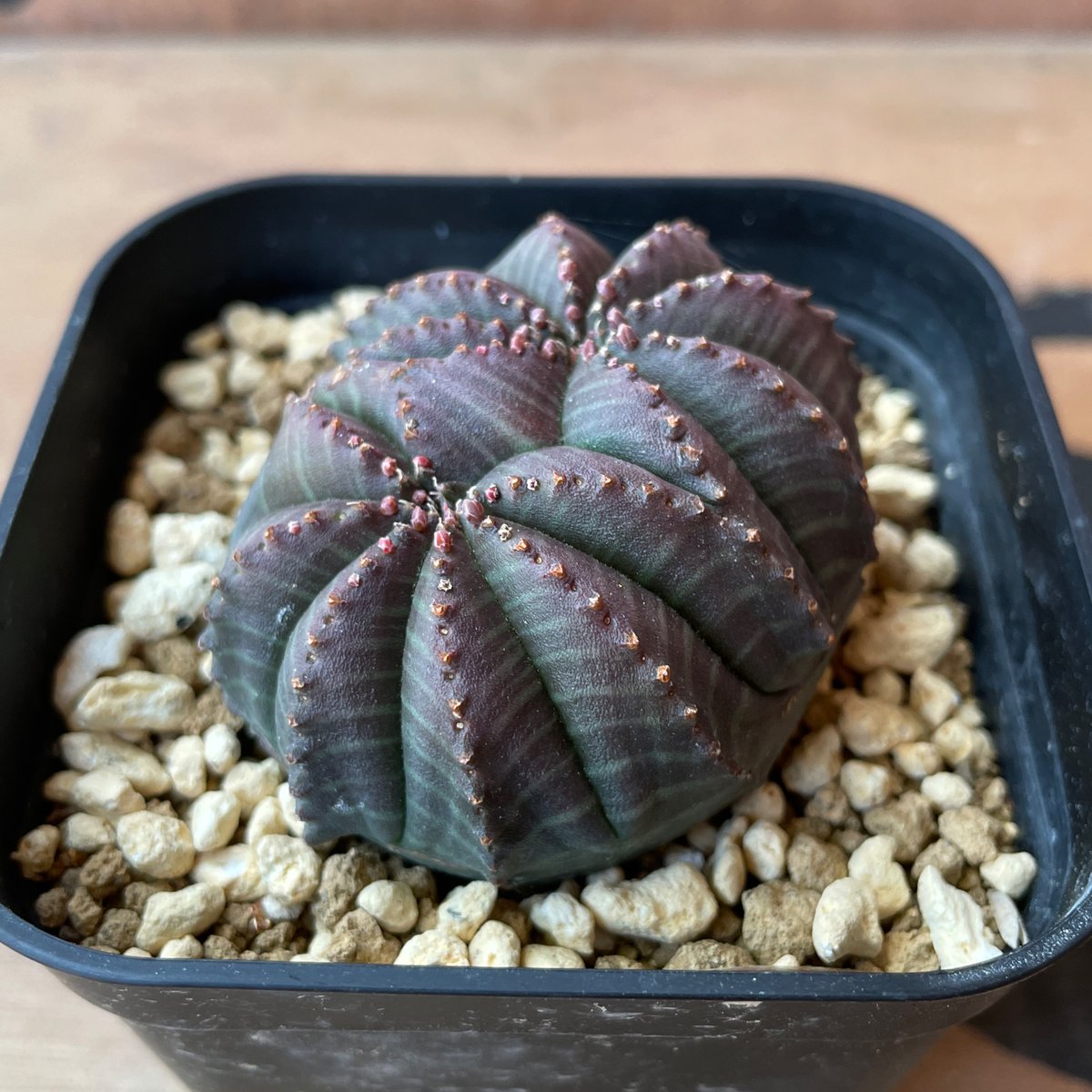 No.060 ユーフォルビア オベサ / Euphorbia Obesa モンスト 綴化 5