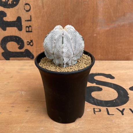 恩塚ランポー大株（変）子株付 恩塚ランポー大株（変）子株付 恩塚ランポー大株（変）子株付 観葉植物