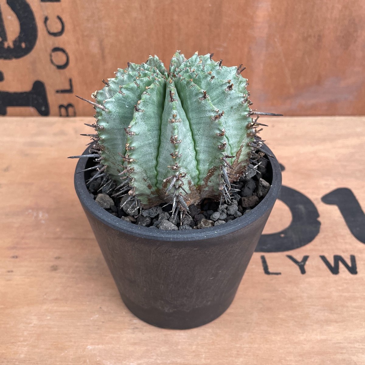 No.024 ユーフォルビア ホリダ / Euphorbia Horrida 