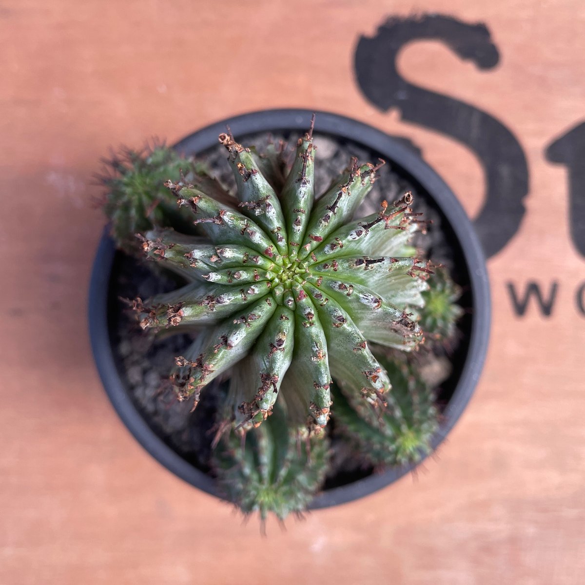 ユーフォルビア　ホリダ　RS202 ① ユーフォルビア ホリダ RS202 ① Euphorbia horida] I love this