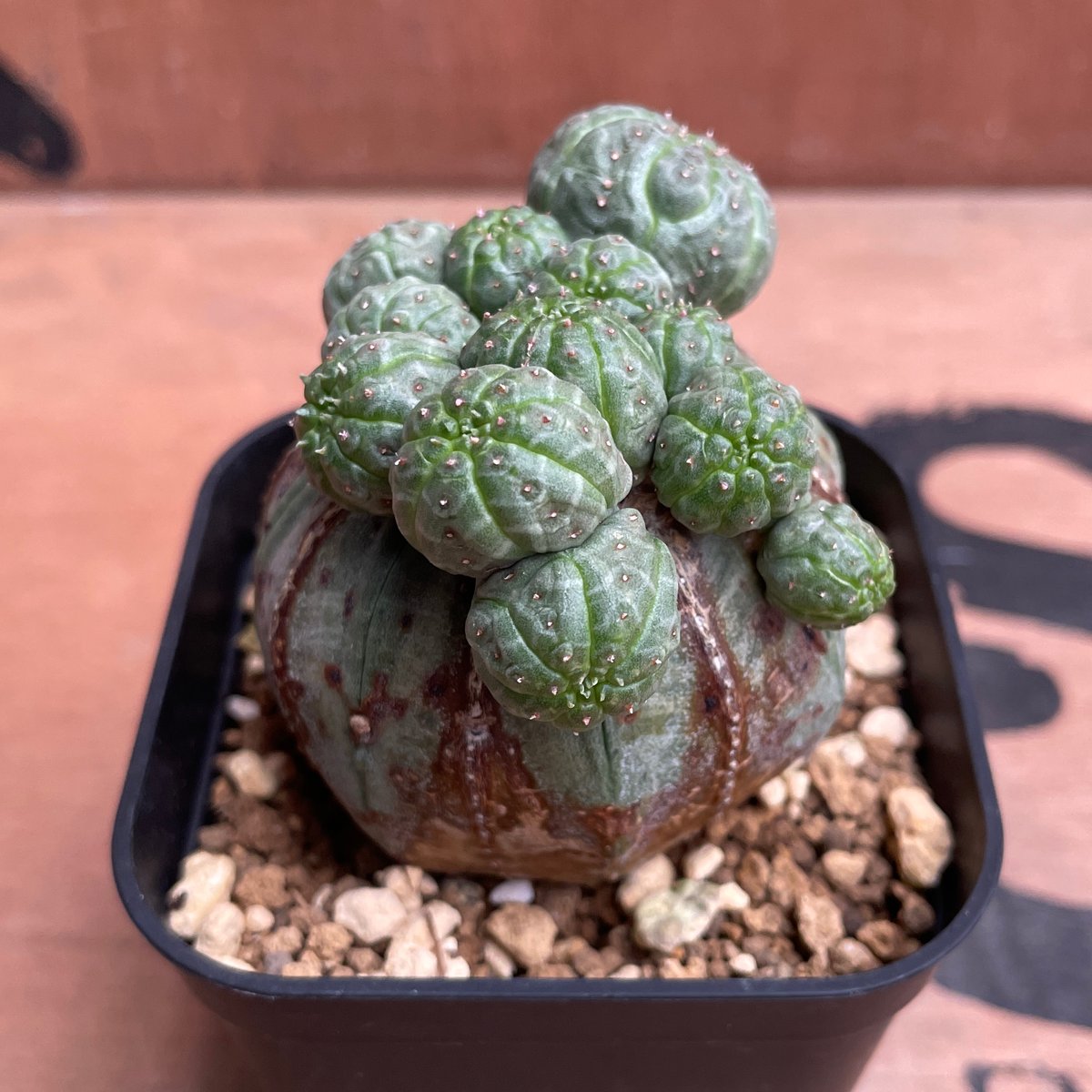 ユーフォルビア オベサ 成長点潰れ 子吹きモンスト 大株