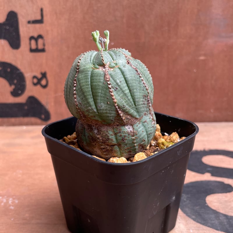 ユーフォルビアオベサ5セット ユーフォルビア オベサ ダブルヘッド