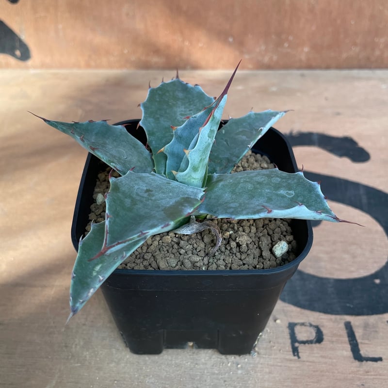 No.001 アガベ パラサナ ハイブリッド / Agave Parrasana Hybrid