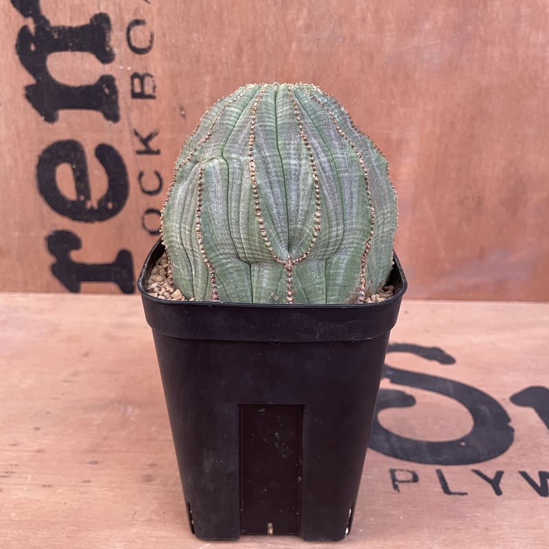 3株 販売 美形 選抜 ユーフォルビア オベサ Euphorbia obesa 3株 販売 美形 選抜 ユーフォルビア オベサ Euphorbia obesa