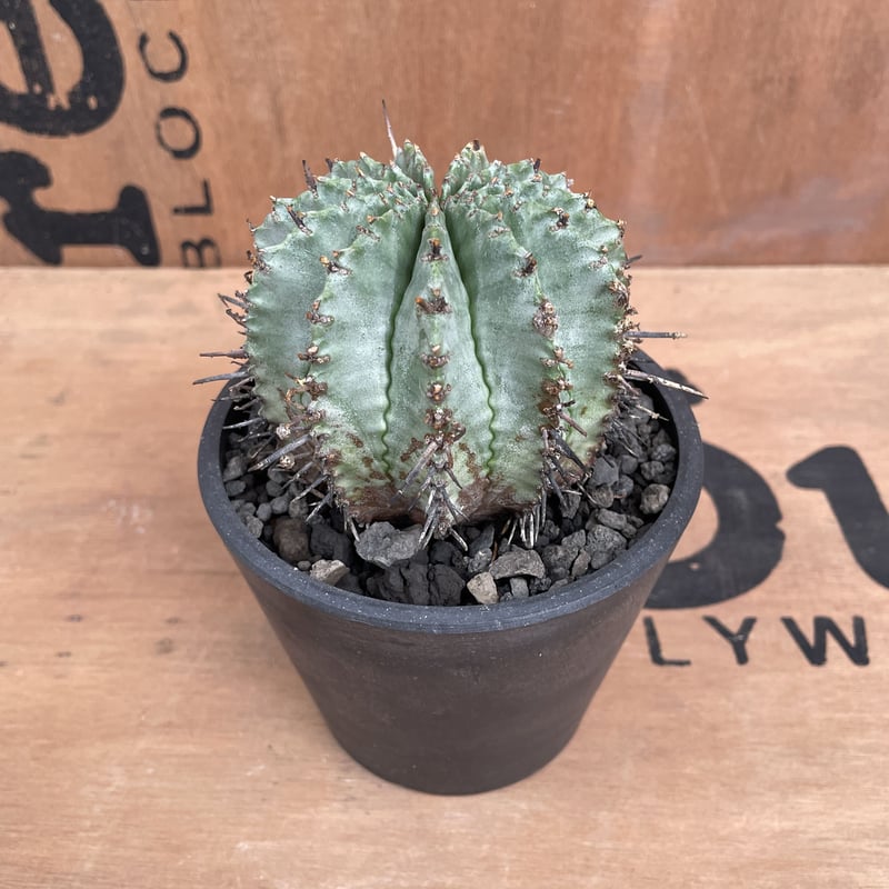 No.024 ユーフォルビア ホリダ / Euphorbia Horrida 