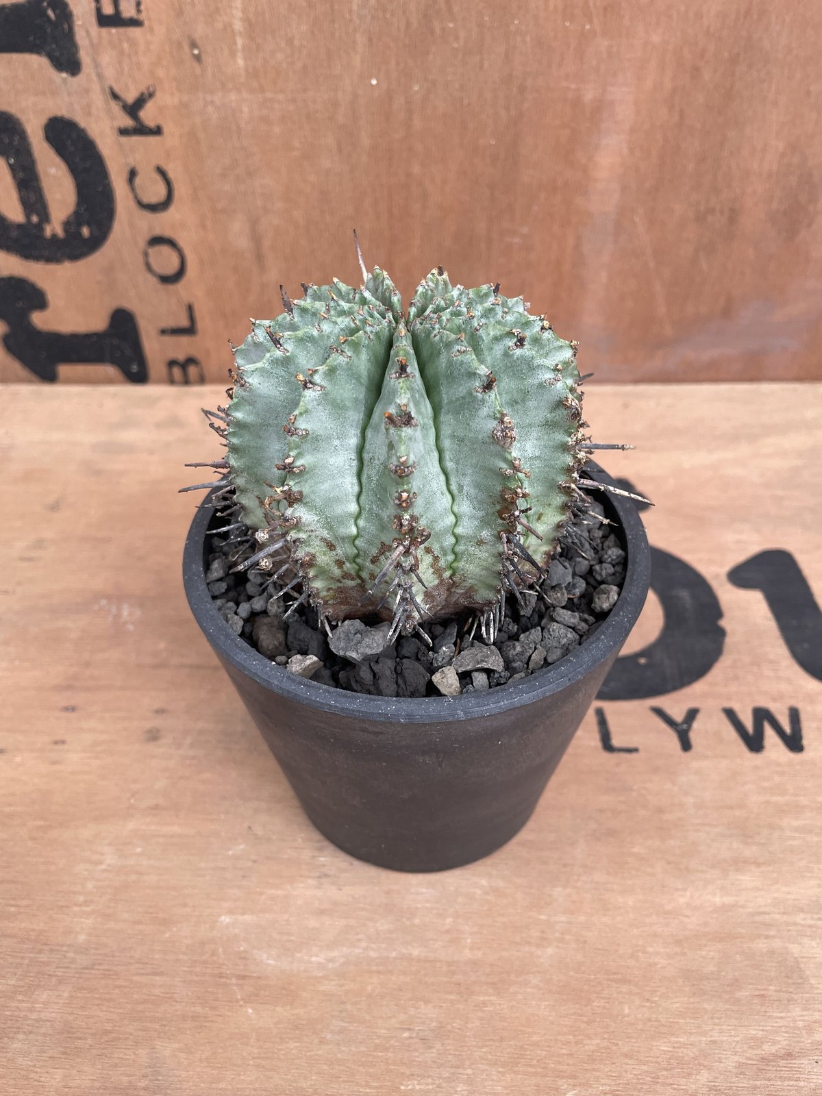 No.024 ユーフォルビア ホリダ / Euphorbia Horrida 