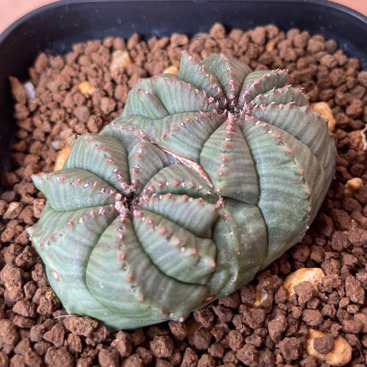 No.067 ユーフォルビア オベサ / Euphorbia Obesa モンスト 綴化 5.