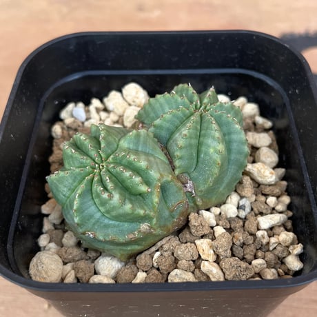 ユーフォルビア オベサ 綴化 抜き苗発送 ユーフォルビア オベサ 綴化