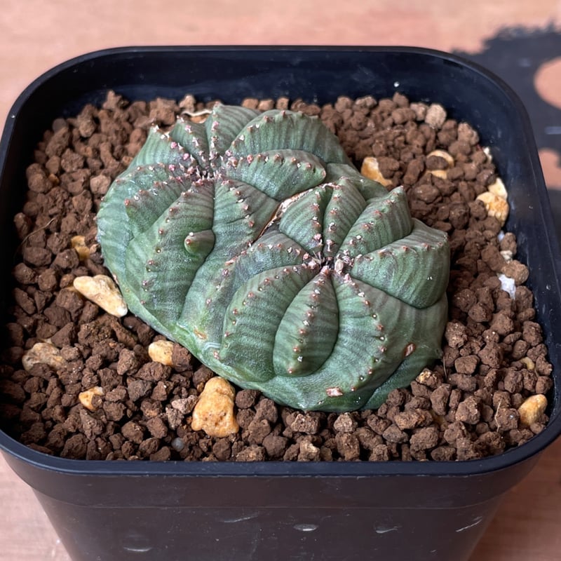 No.067 ユーフォルビア オベサ / Euphorbia Obesa モンスト 綴化 5.
