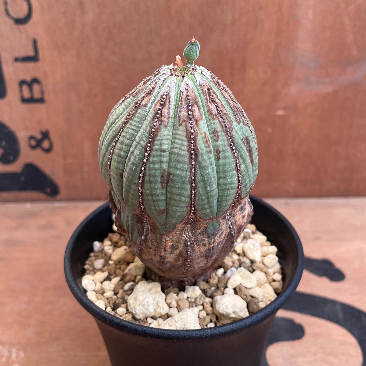木質化 Euphorbia Obesa ユーフォルビア オベサ 白化木質化】Euphorbia Obesa ユーフォルビア オベサ 木質化