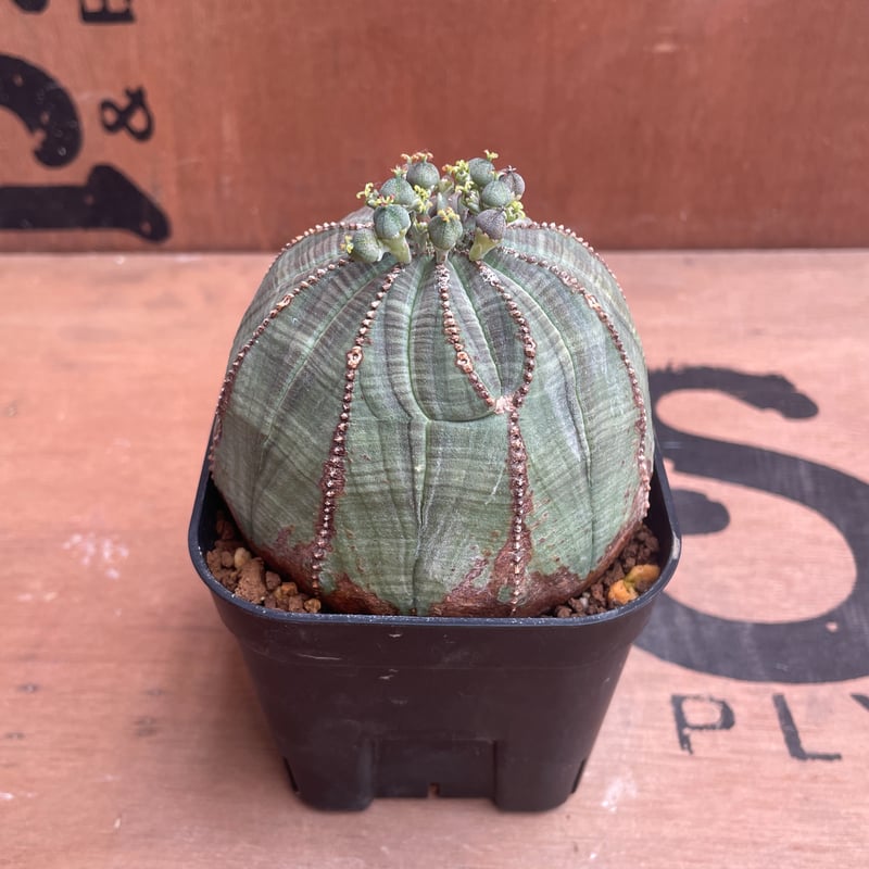 No.039 ユーフォルビア オベサ / Euphorbia Obesa まん丸 大株 Φ8