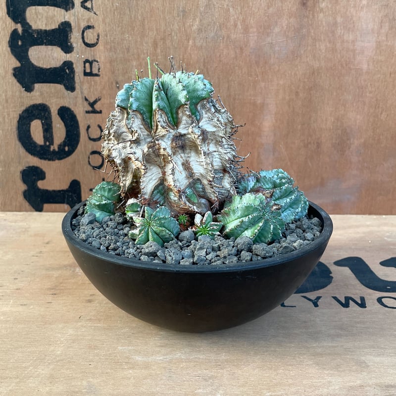 特選 ホリダ 群生株 No.023 ユーフォルビア ホリダ / Euphorbia Horrida 木質化 群生