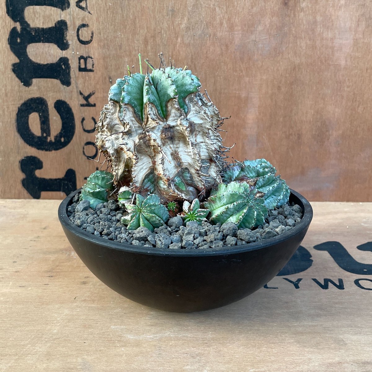 No.023 ユーフォルビア ホリダ / Euphorbia Horrida 木質化 群生