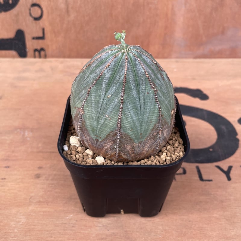 No.015 ユーフォルビア オベサ / Euphorbia Obesa 木質化 美形 中株