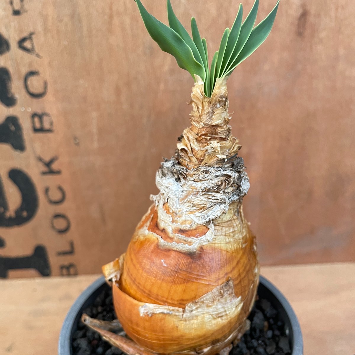 No.002 ブーファン ハエマンソイデス / Boophane Haemanthoides