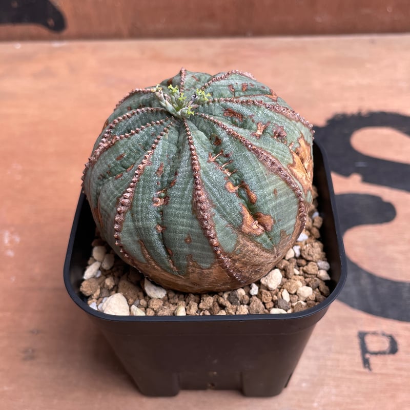 No.044 ユーフォルビア オベサ / Euphorbia Obesa 木質化 Φ6.5 x