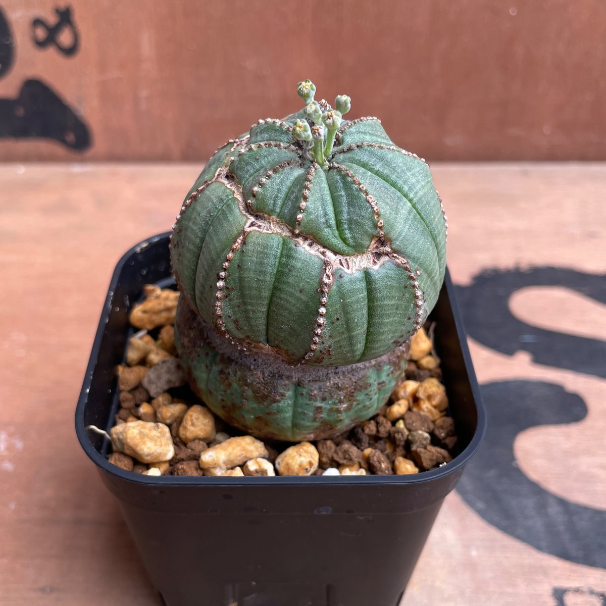 ☆激レア☆　マウンテンオベサ　オベサ　obesa 6.3cm　ホリダ No.043 ユーフォルビア オベサ / Euphorbia Obesa 異形 Φ5 x 6c