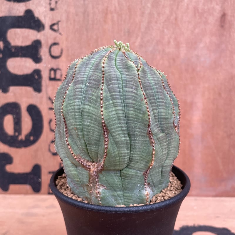 No.011 ユーフォルビア オベサ / Euphorbia Obesa 大株 異形 ♀ Φ9