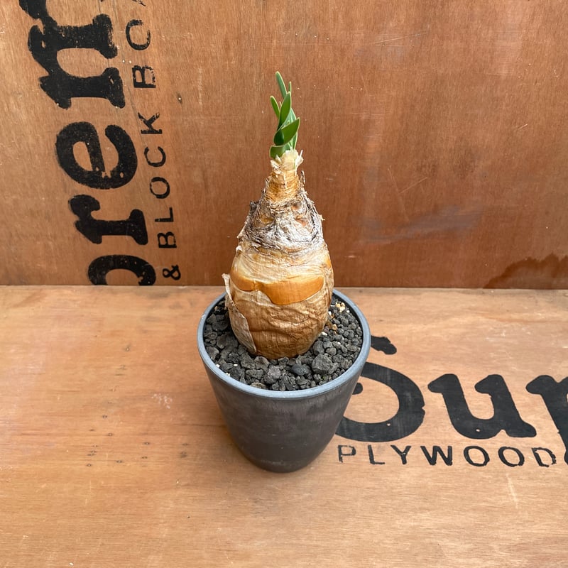 No.004 ブーファン ハエマンソイデス / Boophane Haemanthoides