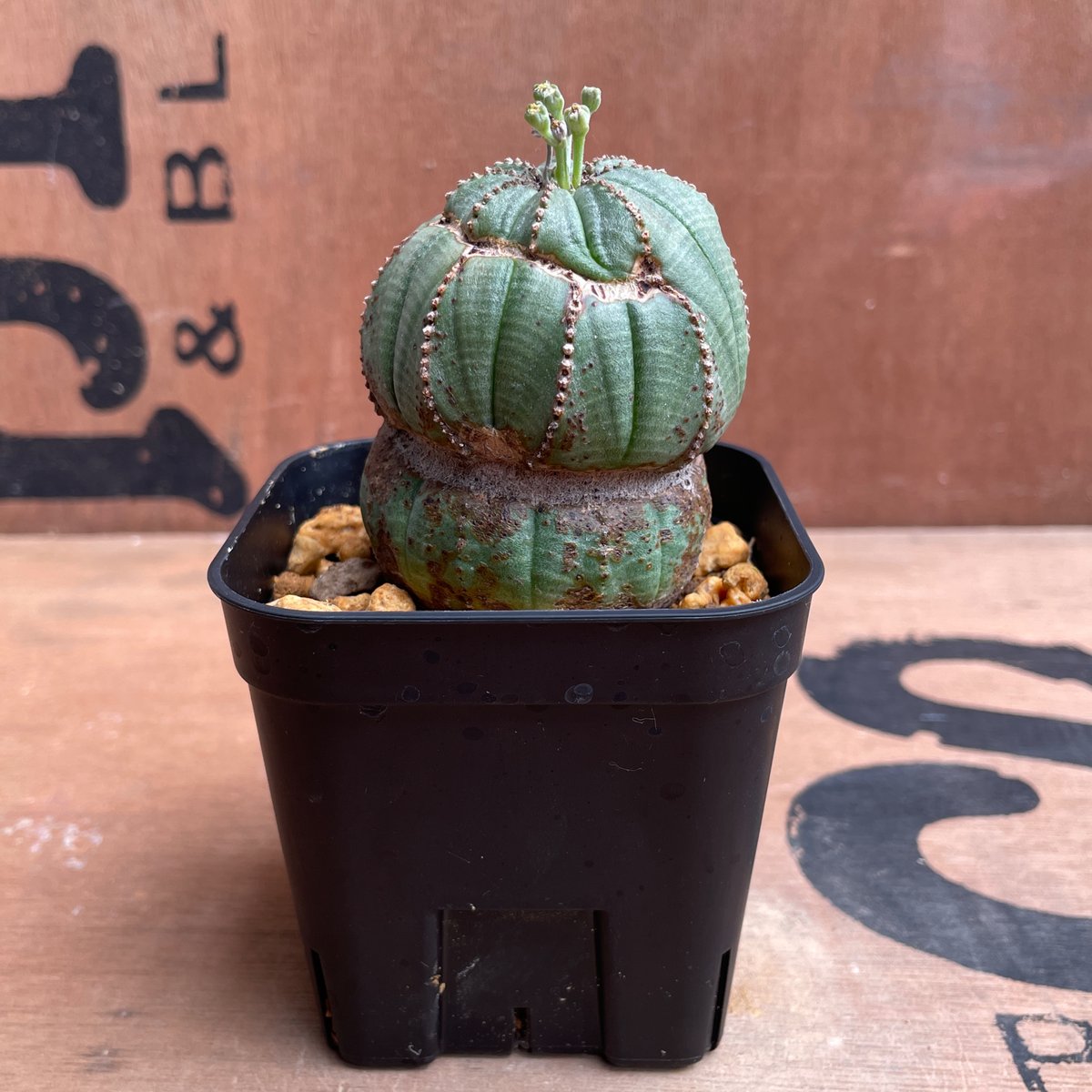 ☆激レア綴化☆ ユーフォルビア オベサ obesa 6.5cm ホリダ No.043