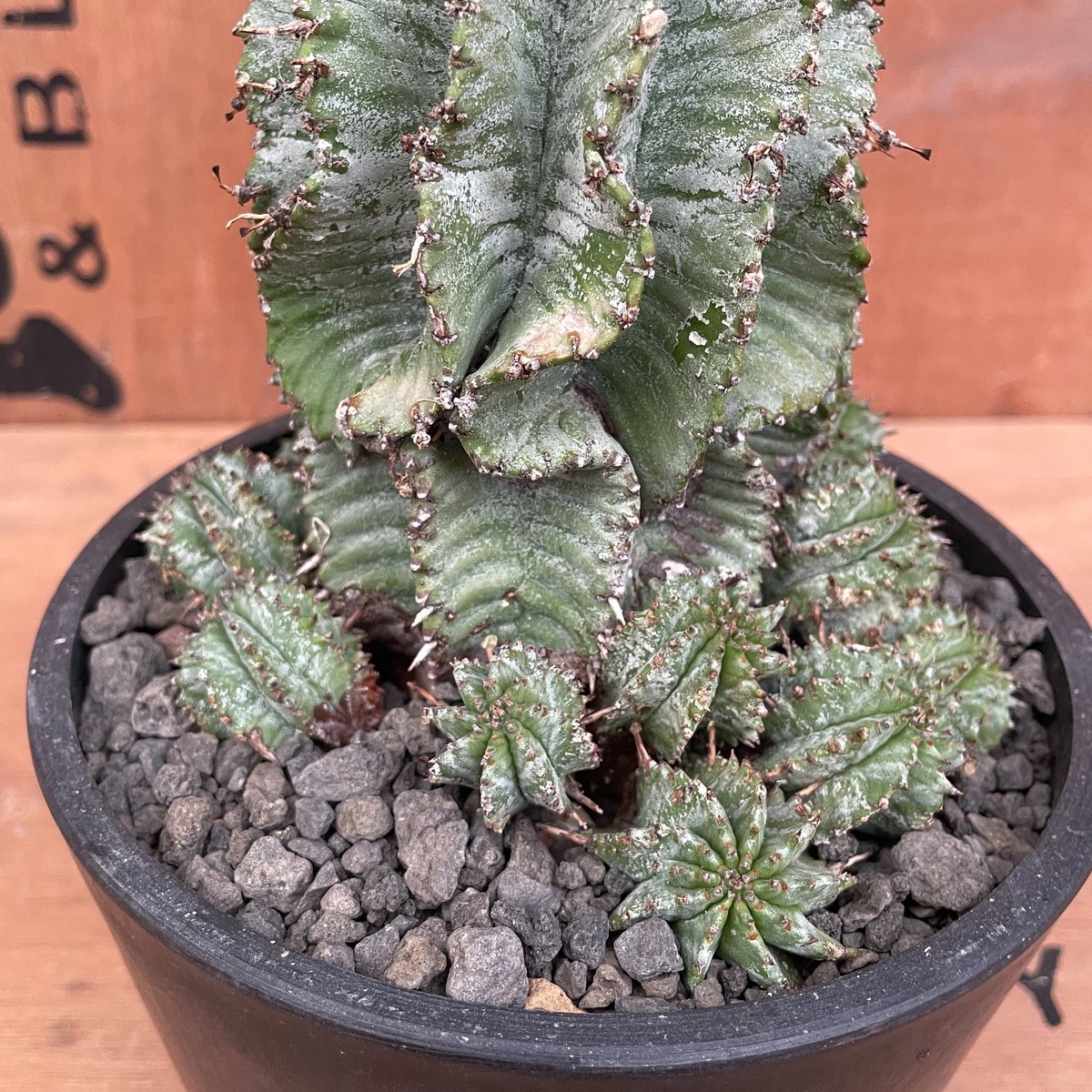 【現地球】ユーフォルビア ホリダ 群生 × n/oh ノウ ビームス別注 鉢 fit=scale-down,w=1200