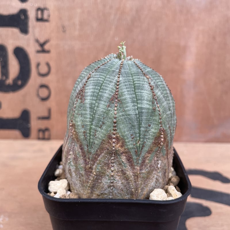 No.010 ユーフォルビア オベサ / Euphorbia Obesa ♀ 美形 俵型 Φ6