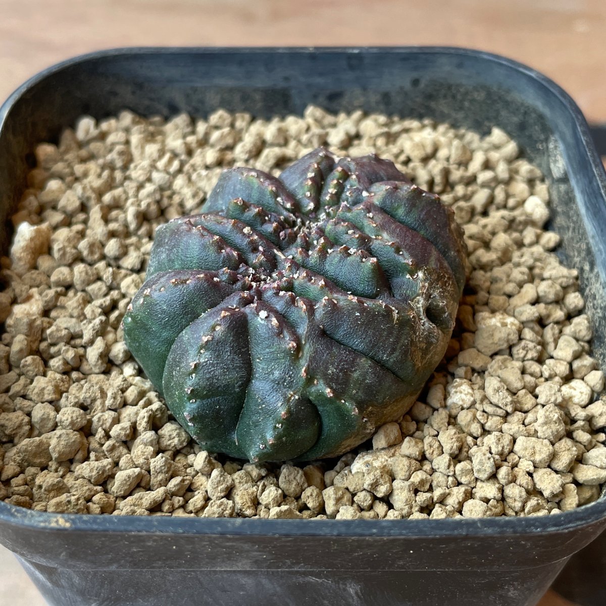 ユーフォルビアオベサ　モンスト No.058 ユーフォルビア オベサ / Euphorbia Obesa モンスト 綴化 4.