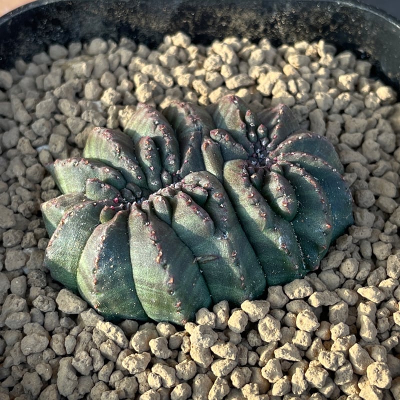 No.055 ユーフォルビア オベサ / Euphorbia Obesa モンスト 綴化 5