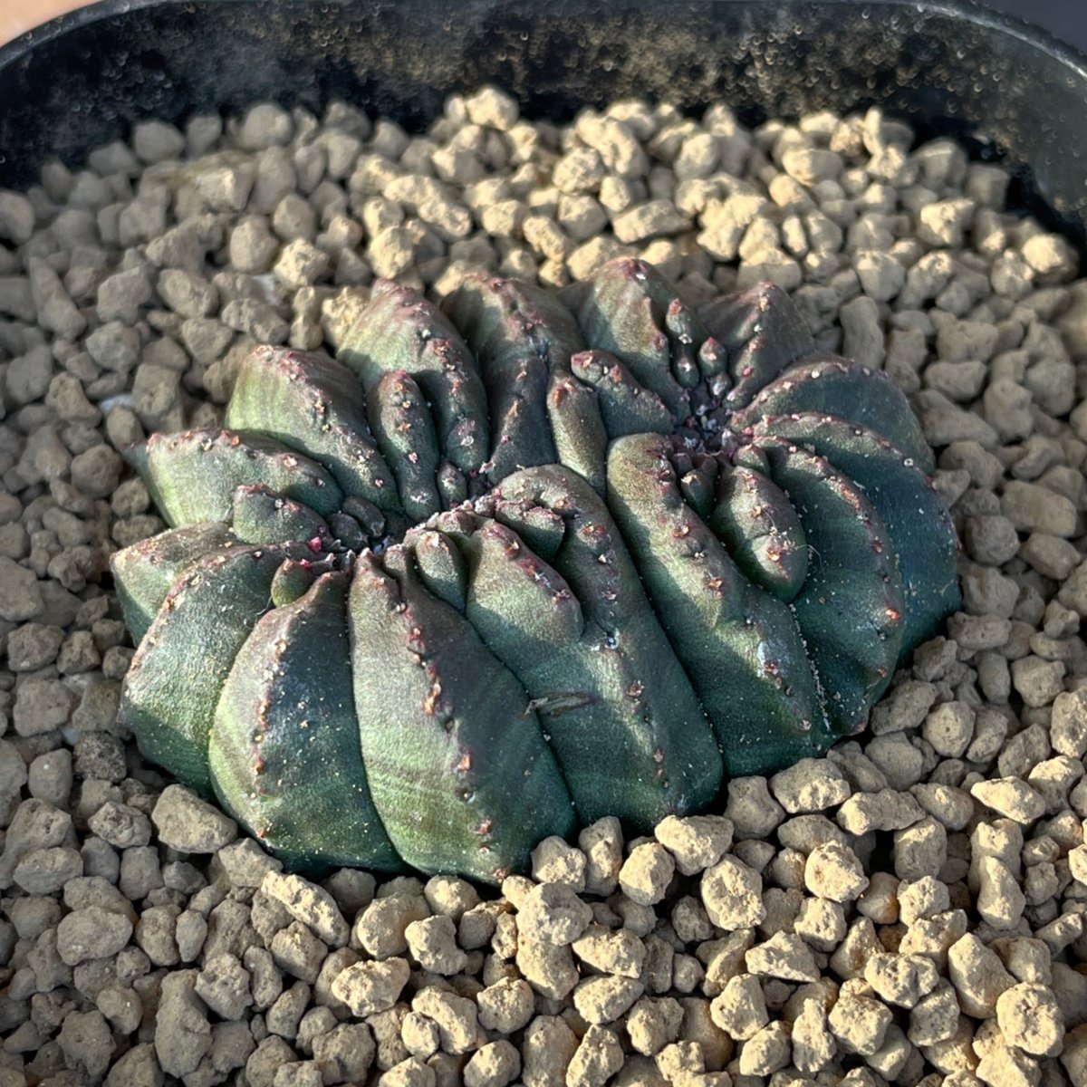 No.055 ユーフォルビア オベサ / Euphorbia Obesa モンスト 綴化 5