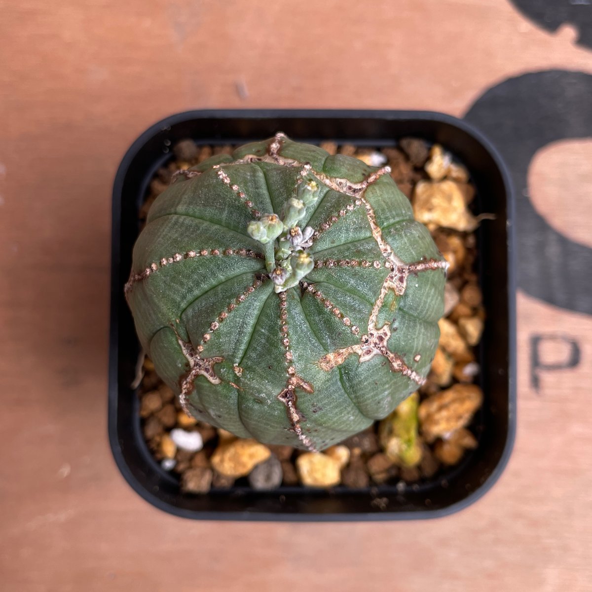 No.043 ユーフォルビア オベサ / Euphorbia Obesa 異形 Φ5 x 6c