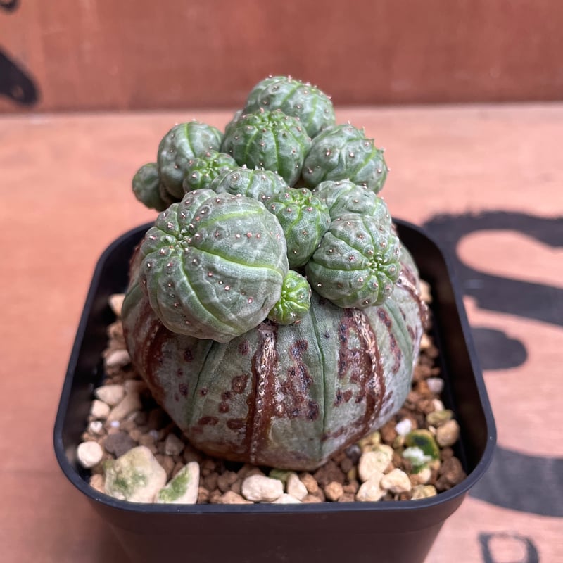 No.050 ユーフォルビア オベサ / Euphorbia Obesa 成長点潰れ&子吹き