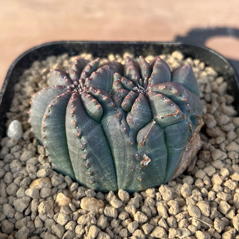 No.056 ユーフォルビア オベサ / Euphorbia Obesa モンスト 綴化 5