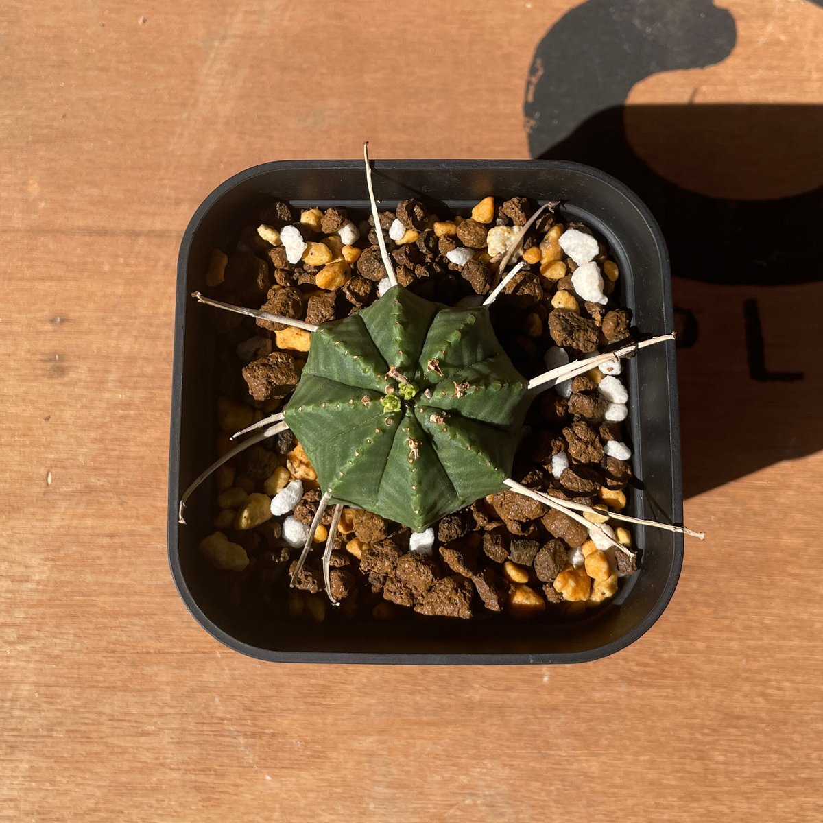 イタリア産 超大株 ユーフォルビア ホリダ 【公式通販】