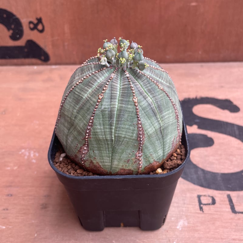 No.039 ユーフォルビア オベサ / Euphorbia Obesa まん丸 大株 Φ8