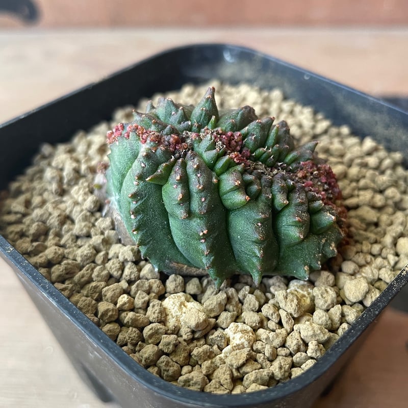 No.062 ユーフォルビア オベサ / Euphorbia Obesa モンスト 綴化