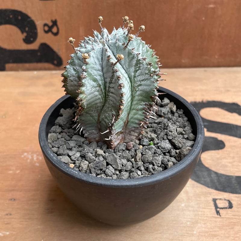 No.020 ユーフォルビア ホリダ / Euphorbia Horrida 