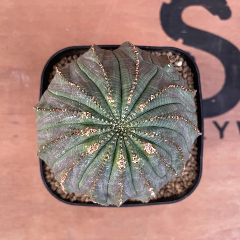 No.019 ユーフォルビア オベサ / Euphorbia Obesa 大株 13稜 Φ9 No.019 ユーフォルビア オベサ / Euphorbia Obesa 大株 13稜 Φ9